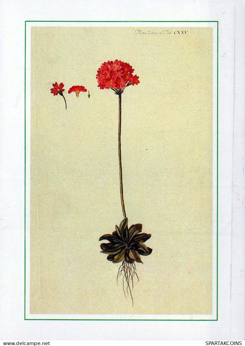 FLOWERS Vintage Ansichtskarte Postkarte CPSM #PAS446.DE - Blumen