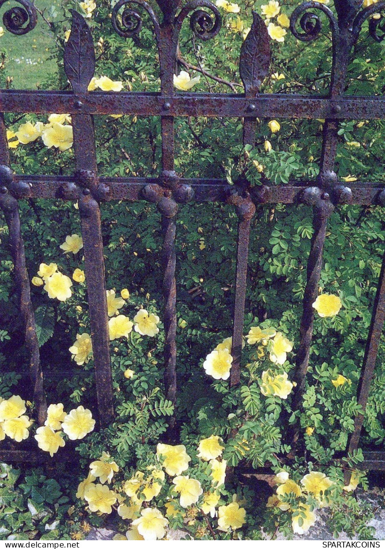 FLOWERS Vintage Ansichtskarte Postkarte CPSM #PAS569.DE - Fleurs