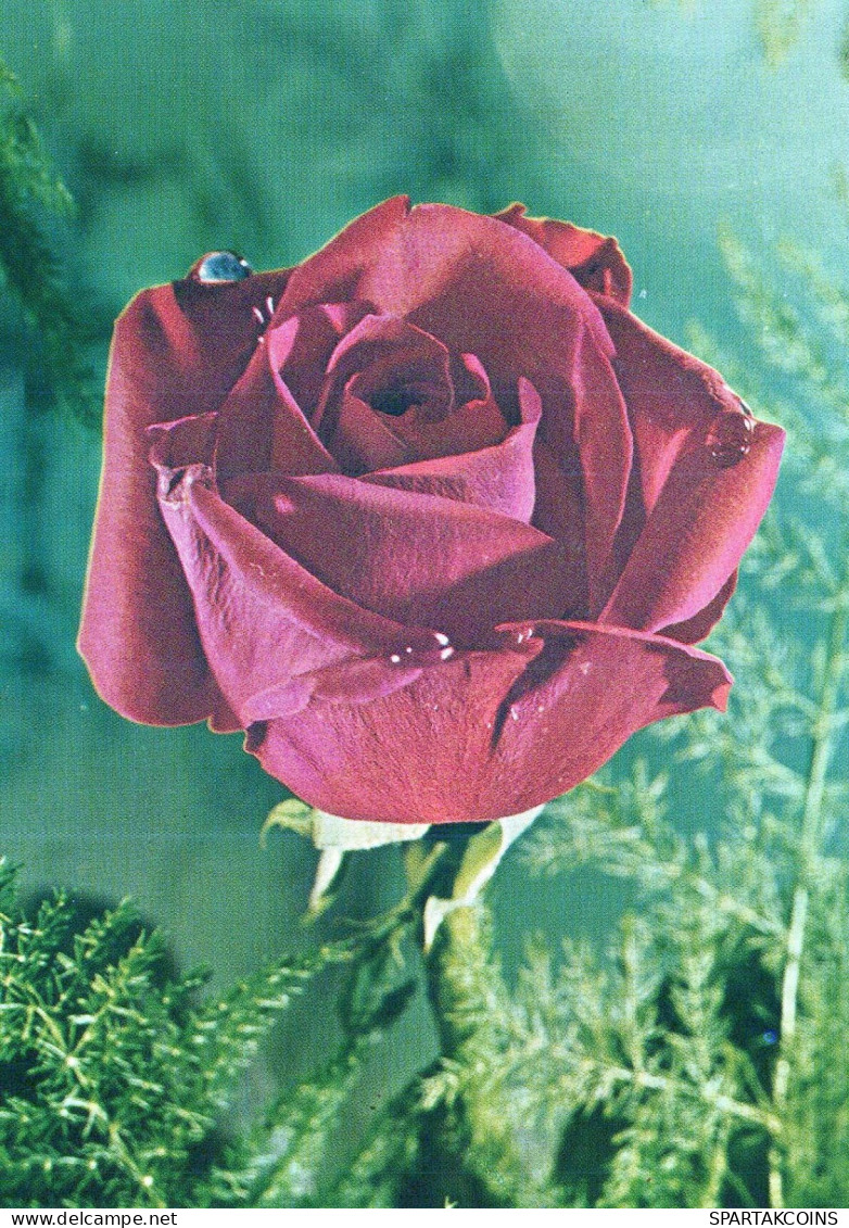 FLOWERS Vintage Ansichtskarte Postkarte CPSM #PAS266.DE - Blumen