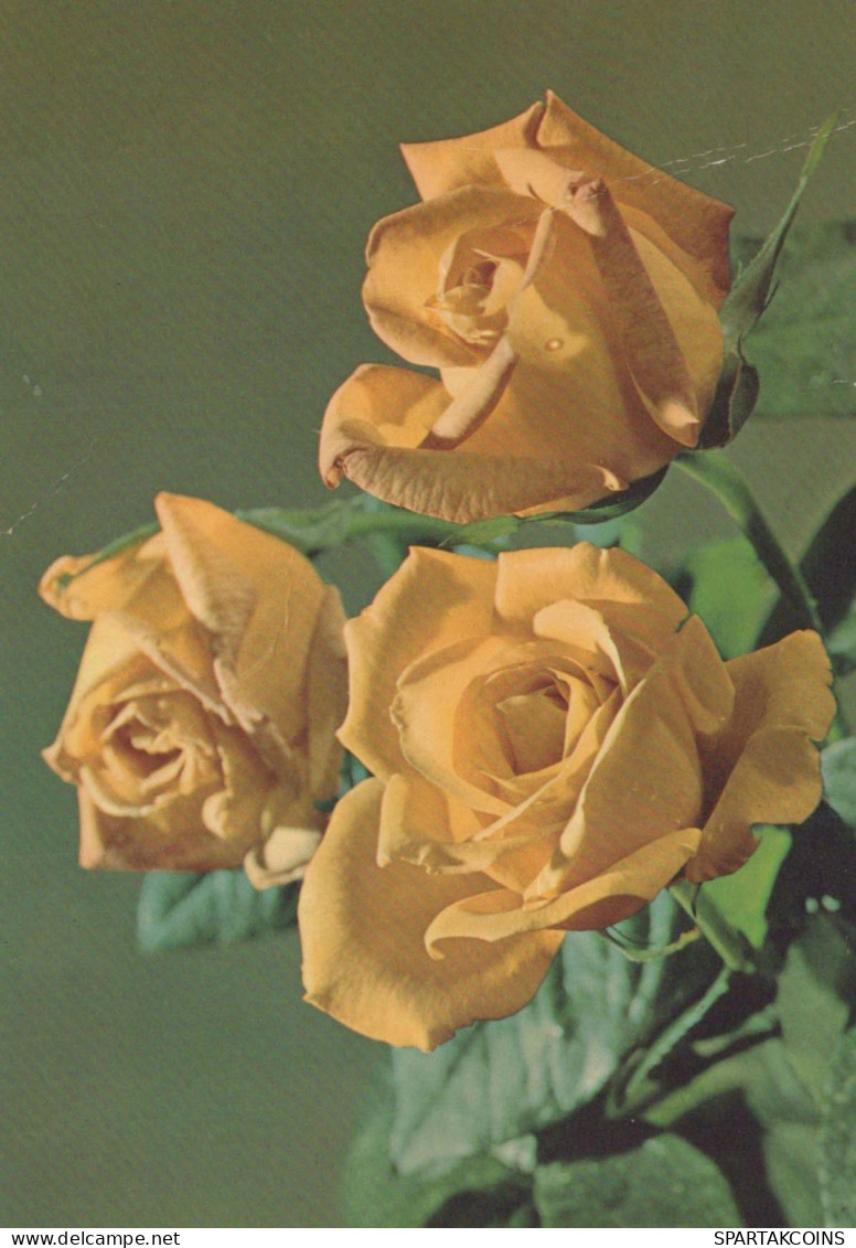 FLOWERS Vintage Ansichtskarte Postkarte CPSM #PAS026.DE - Fleurs