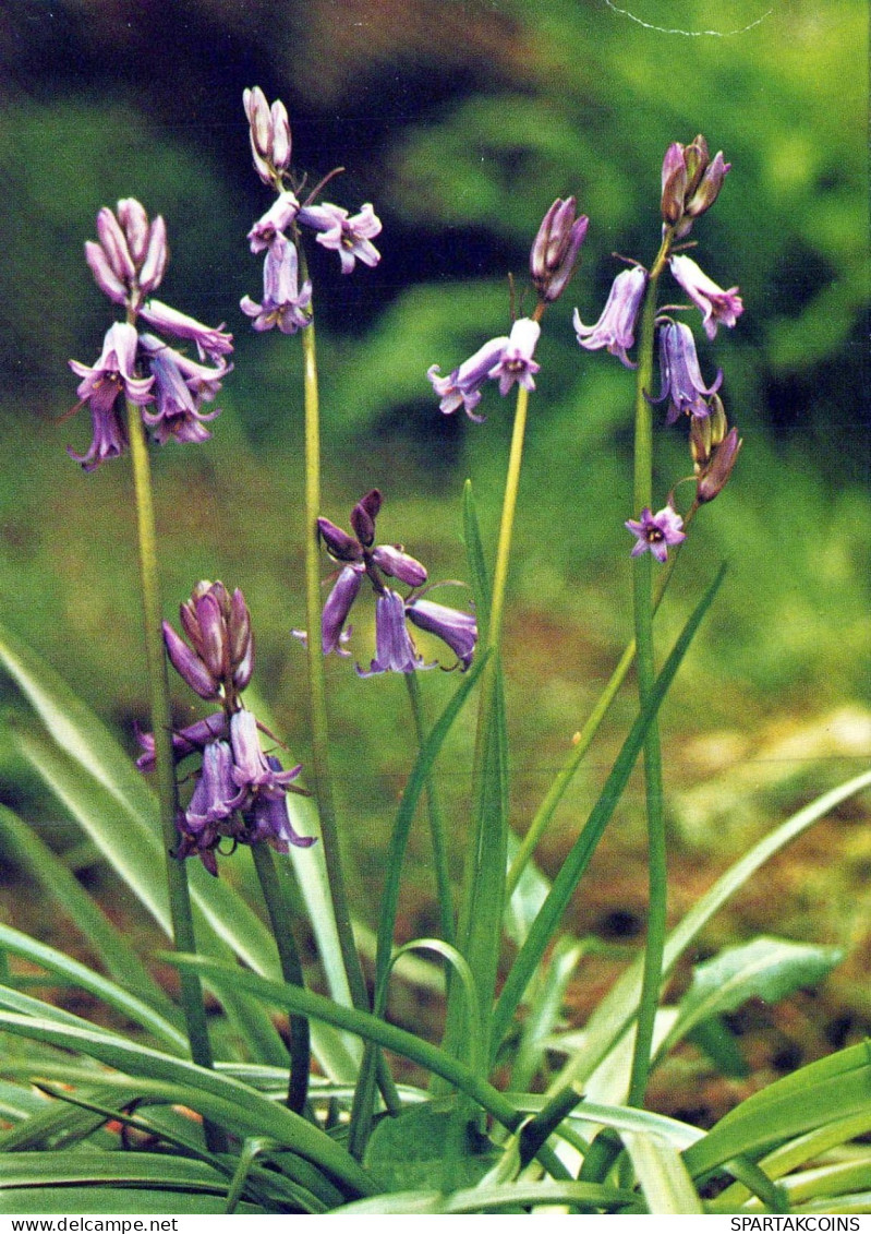 FLOWERS Vintage Ansichtskarte Postkarte CPSM #PAS506.DE - Fleurs