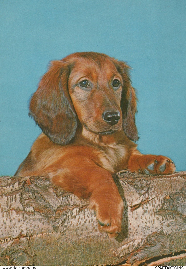 HUND Tier Vintage Ansichtskarte Postkarte CPSM #PAN804.DE - Hunde