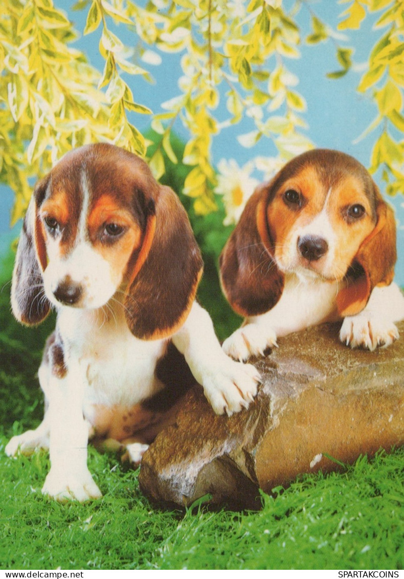 HUND Tier Vintage Ansichtskarte Postkarte CPSM #PAN740.DE - Hunde