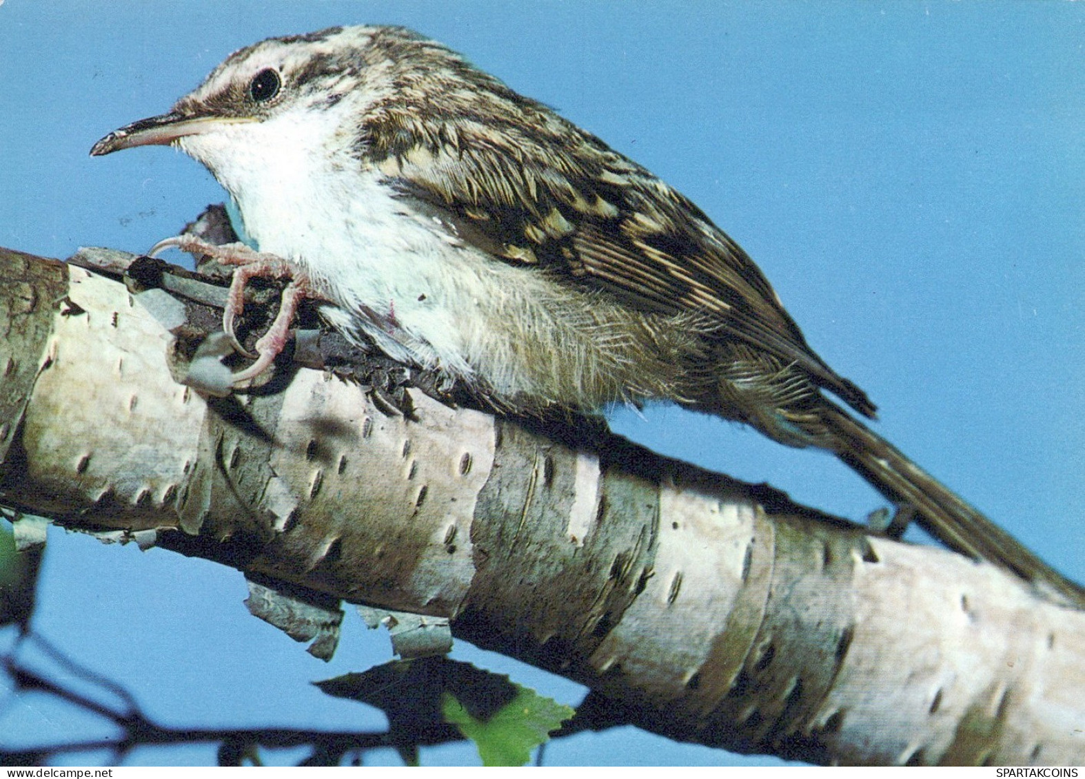 VOGEL Tier Vintage Ansichtskarte Postkarte CPSM #PAM669.DE - Birds