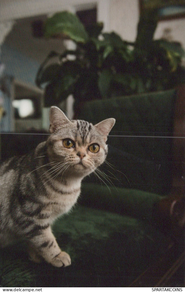 KATZE MIEZEKATZE Tier Vintage Ansichtskarte Postkarte CPSM #PAM104.DE - Katzen