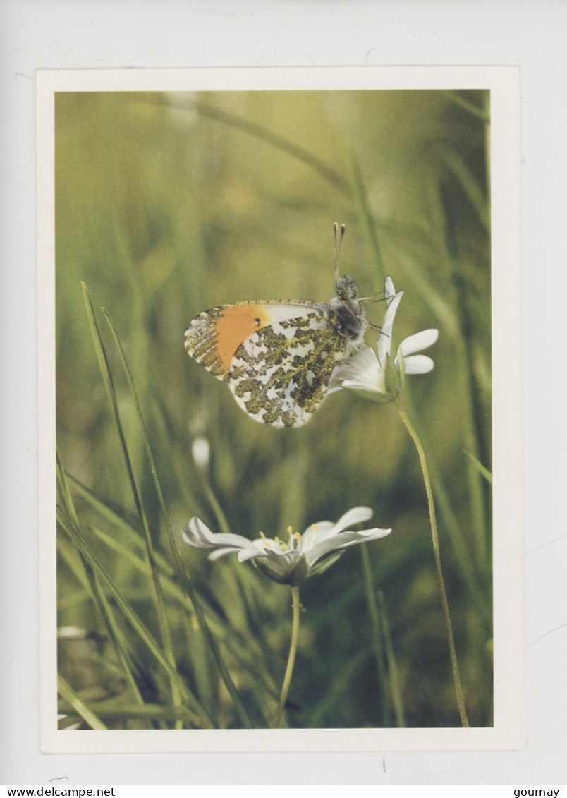 Papillon "Aurore Espèce Lépidoptères Famille Des Pieridae Sous-famille Pierinae Et Genre Anthocharis" Cp Vierge Double - Insecten