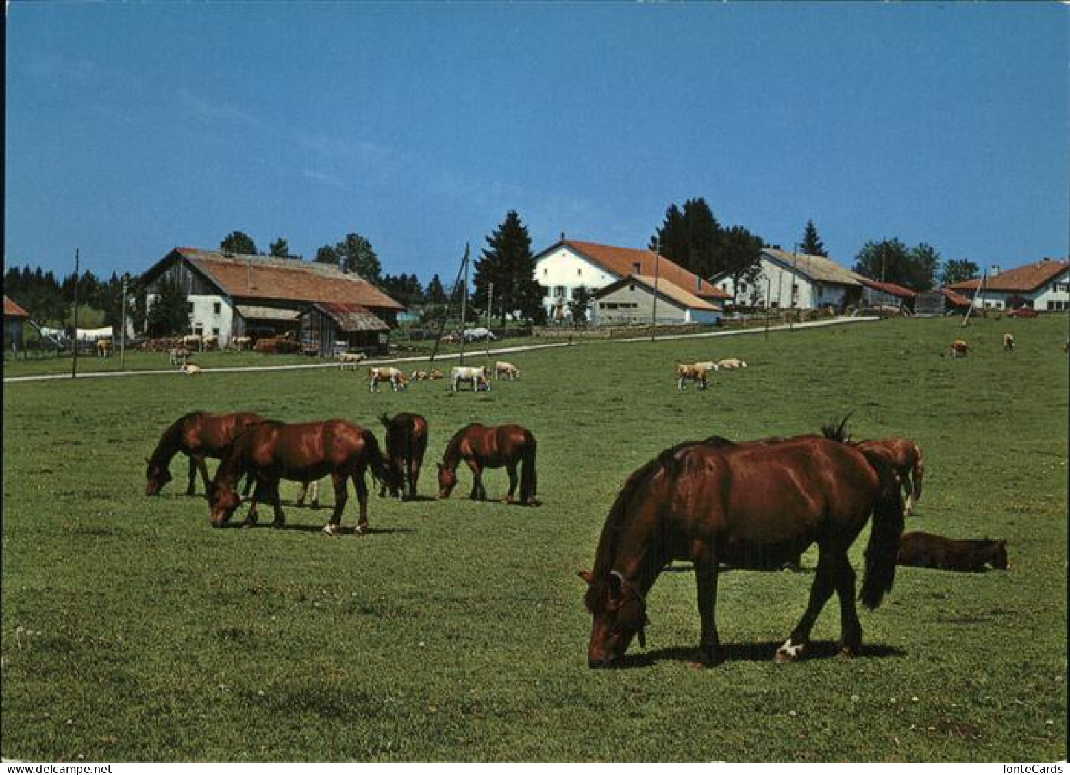 11381304 Franches Montagnes Au Paturage Du Jura Pferdeweide Franches Montagnes - Sonstige & Ohne Zuordnung