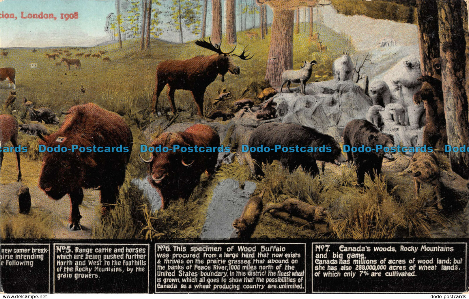 R086701 London. 1908. Range Cattle And Horses. Wood Buffalo. Canadas Woods. Rock - Andere & Zonder Classificatie