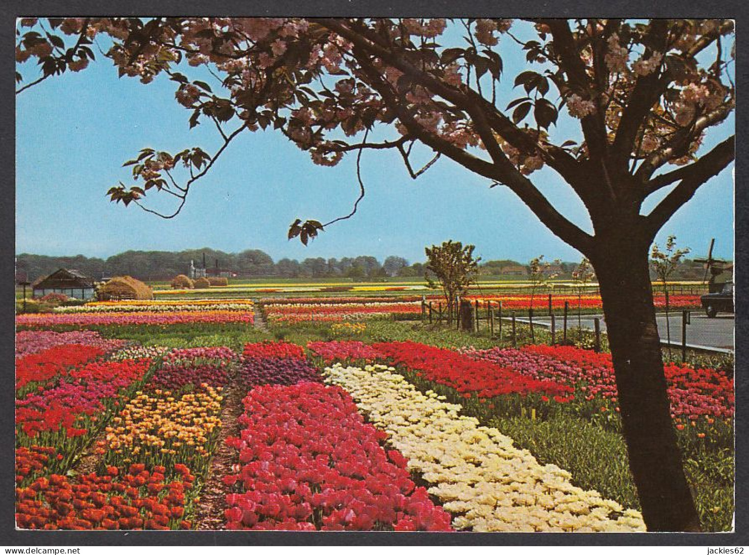 109276/ Holland, Bloemenland - Sonstige & Ohne Zuordnung