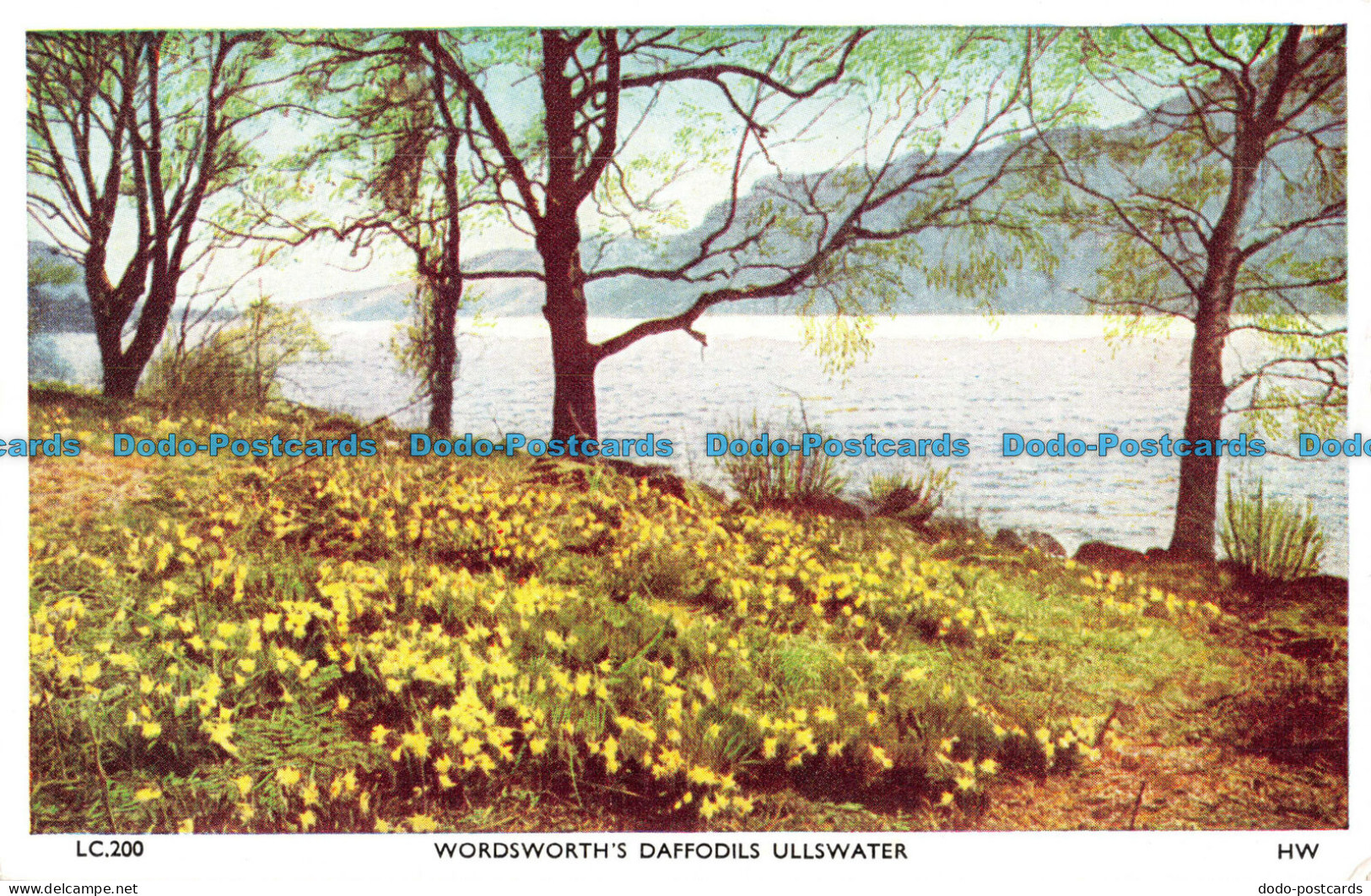 R087372 Wordsworths Daffodils Ullswater. H. Webster. Helvellyn House - Monde