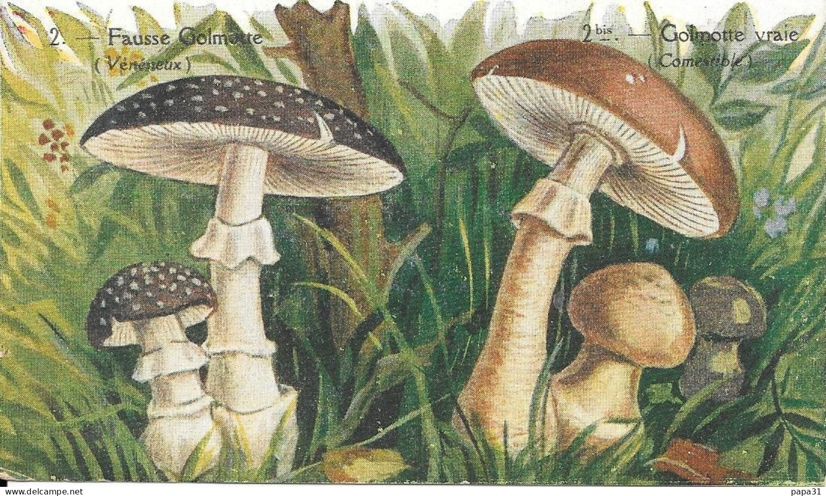 CHAMPIGNON  - Fausse Golmotte (vénéneux) Avec Pub  De L'ALMANACH  HYGIA 1937 - Champignons