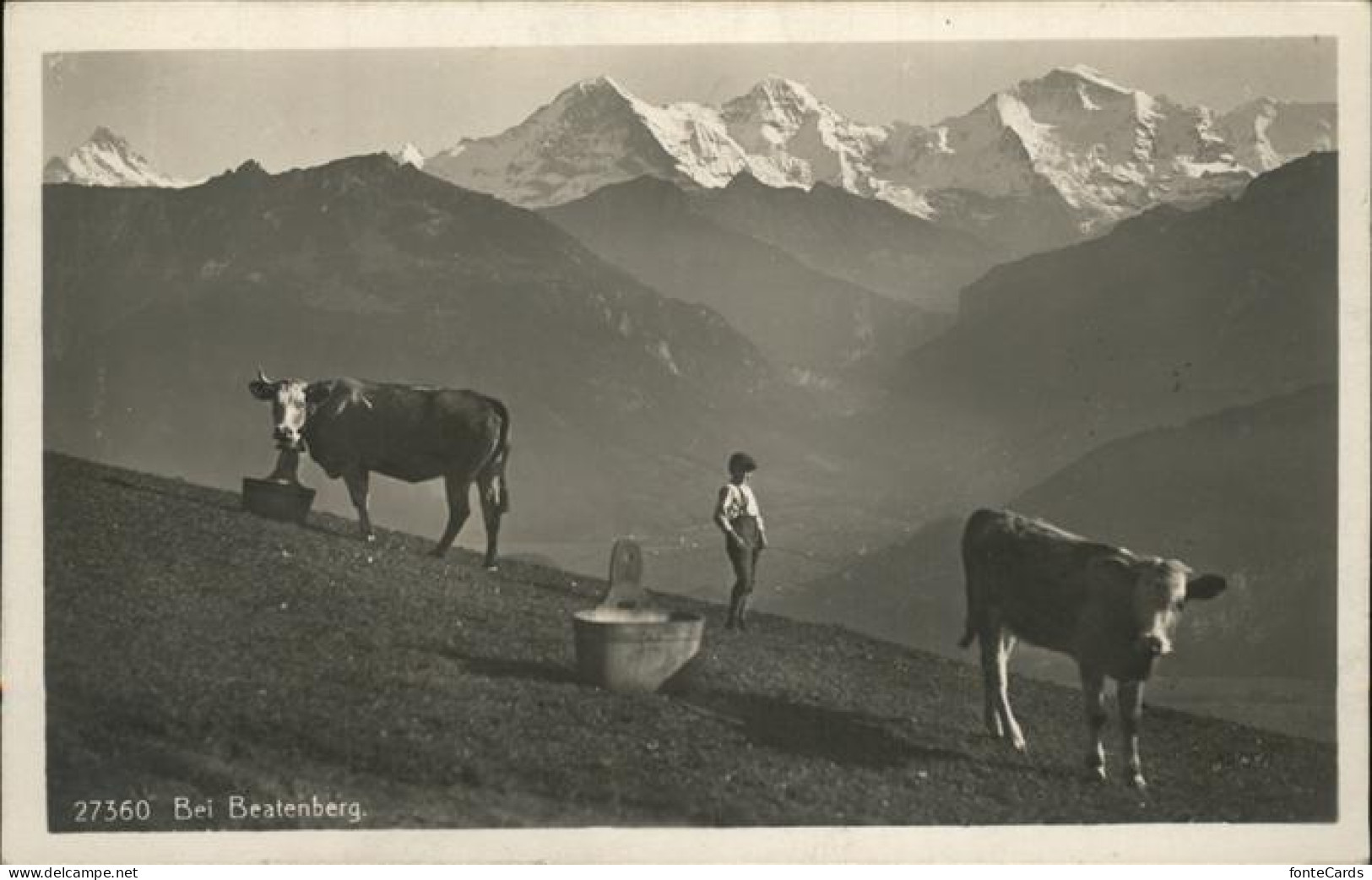 11371893 Beatenberg Almwiese Kuh Berner Alpen Beatenberg - Sonstige & Ohne Zuordnung