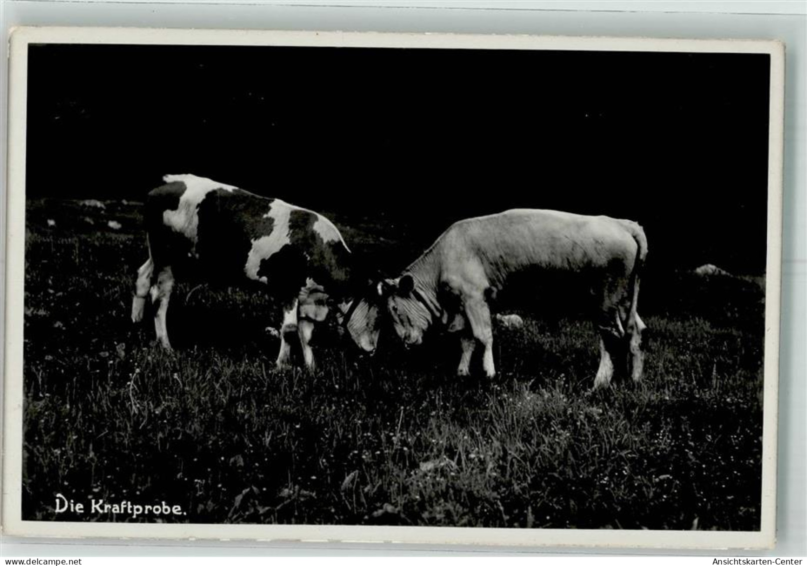 39740708 - Zwei Rinderbullen Messen Ihre Kraefte Verlag Peter Triem - Stiere