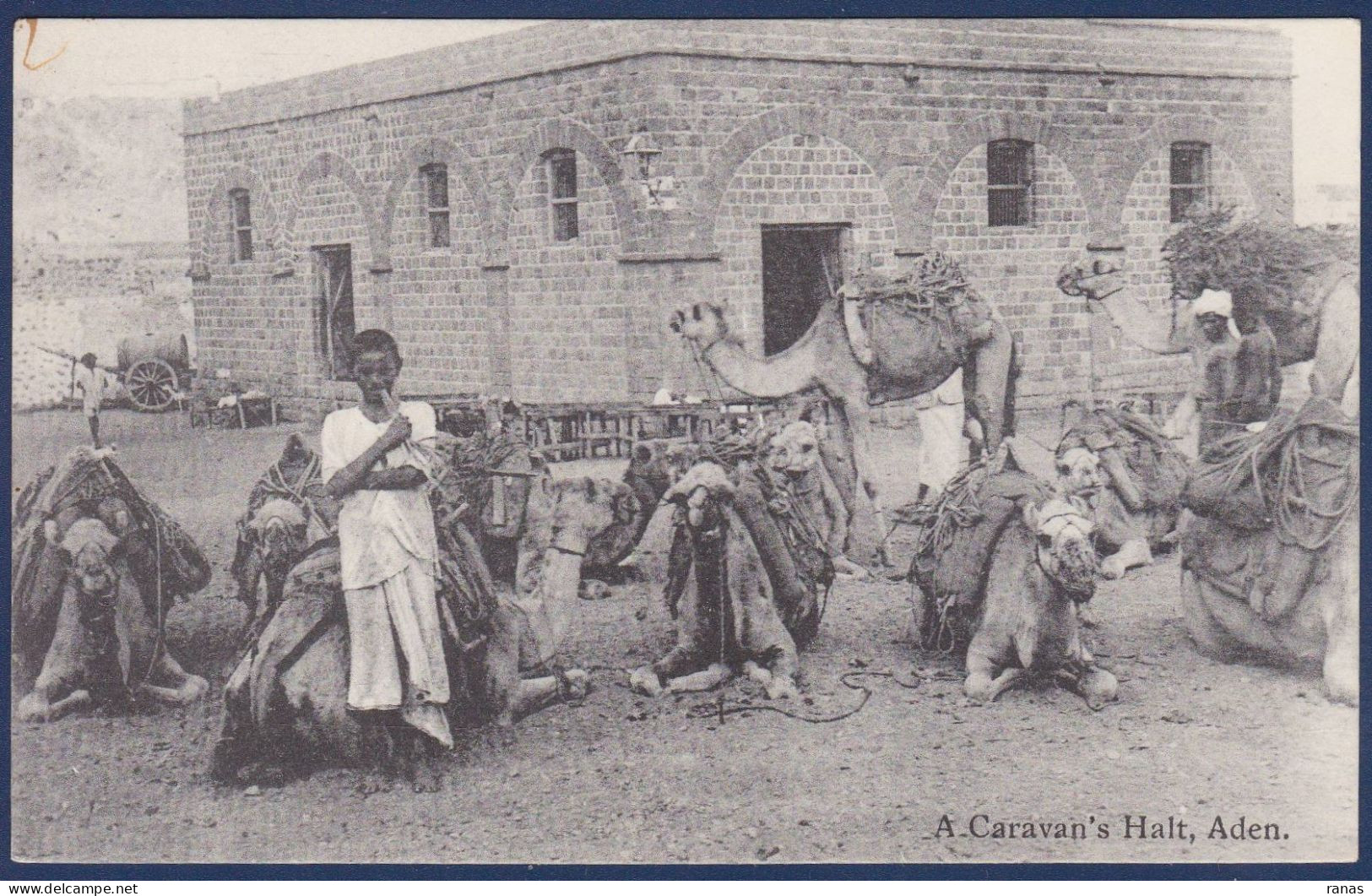CPA Chameau Camel Aden Yemen Non Circulé éditeur Benghiat Turquie Shop - Sonstige & Ohne Zuordnung