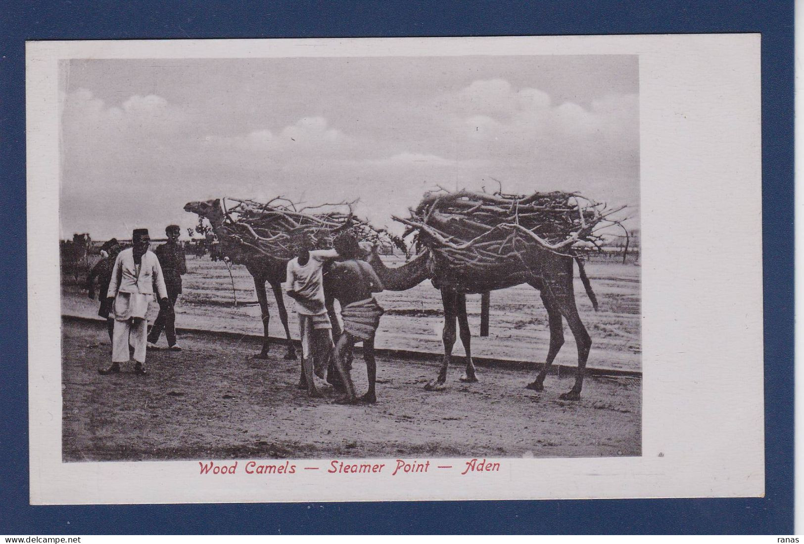 CPA Chameau Camel Aden Yemen Non Circulé éditeur Benghiat Turquie Shop - Other & Unclassified