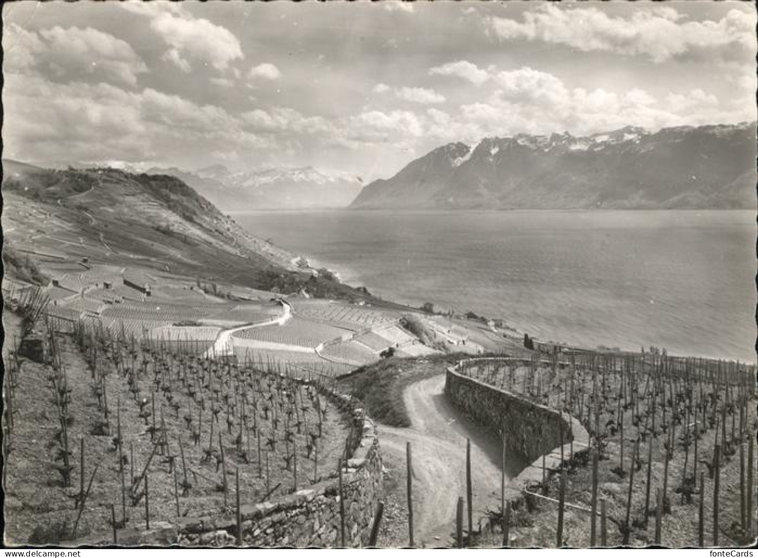 11358057 Lac Leman Genfersee Vignoble Lavaux Genf - Andere & Zonder Classificatie