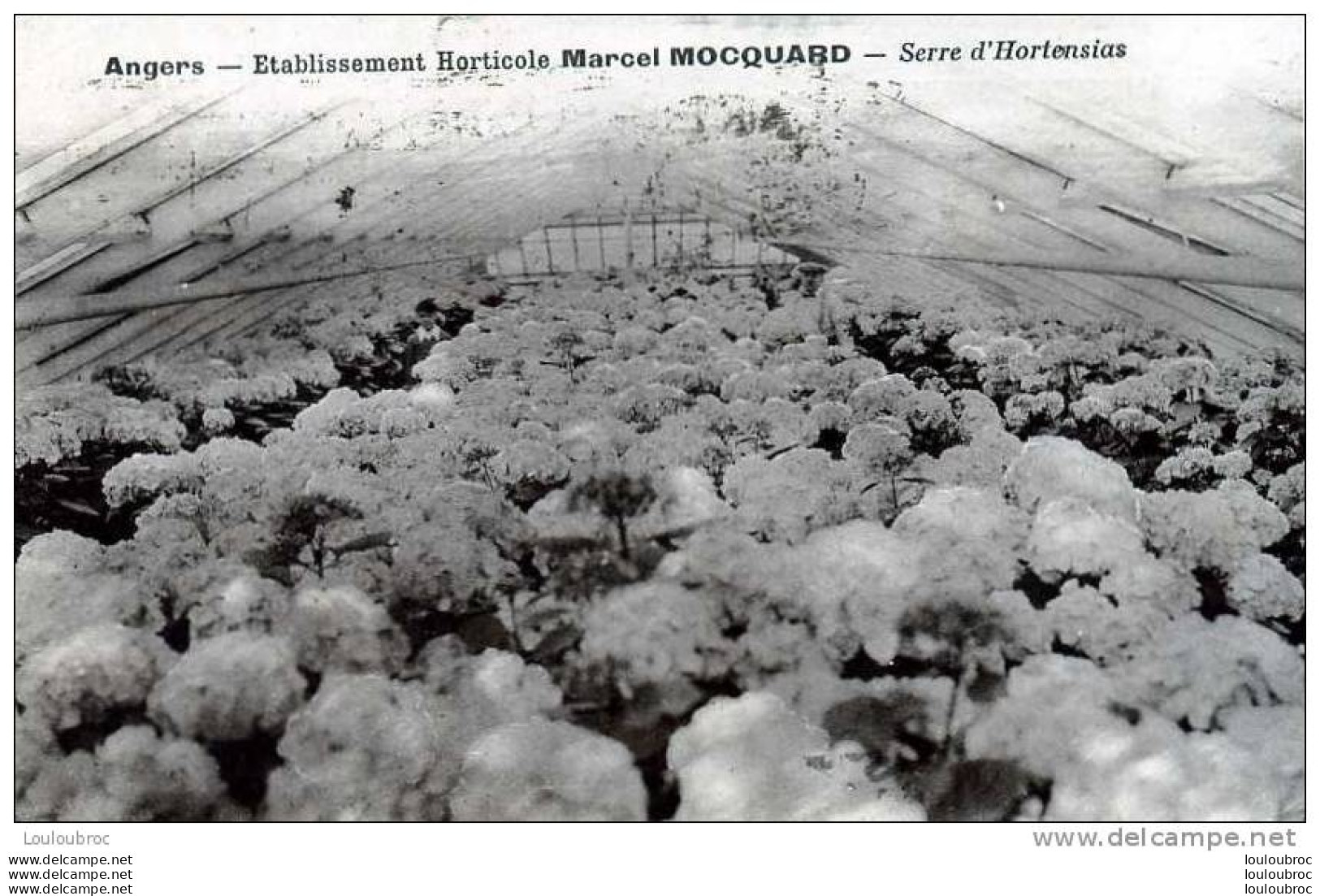 49 ANGERS ETABLISSEMENT HORTICOLE MARCEL MOCQUARD SERRE D'HORTENSIAS - Angers