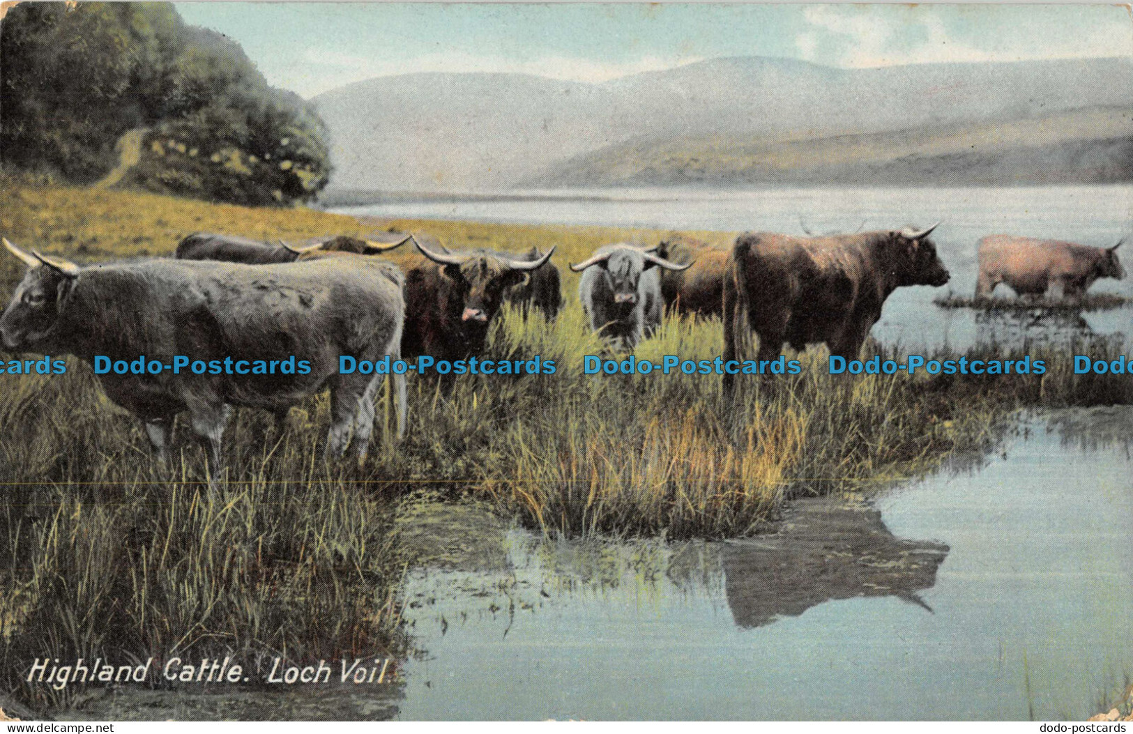 R088064 Highland Cattle. Loch Voil. B. B. London. Series No. G34 - Other & Unclassified