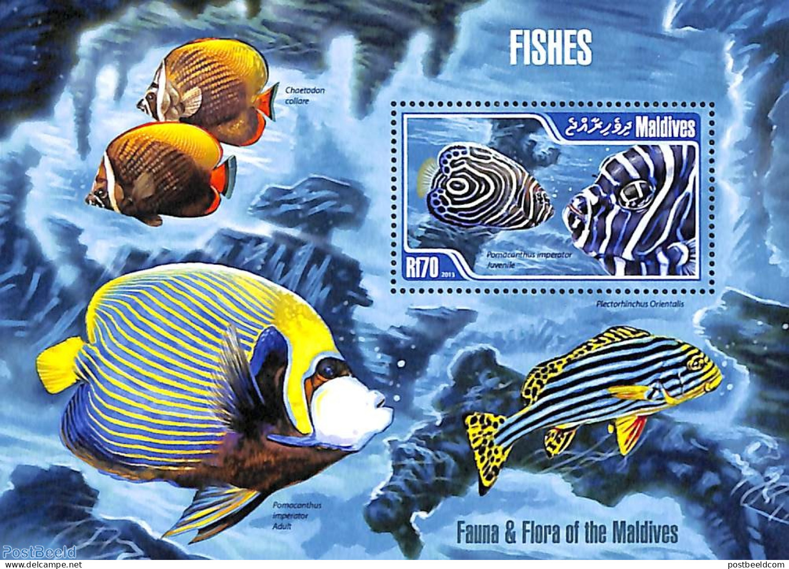 Maldives 2013 Fishes S/s, Mint NH, Nature - Fish - Fische