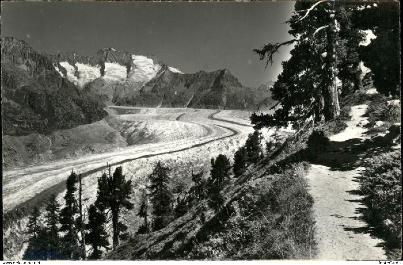 11337642 Aletschgletscher Naturschutzgebiet Aletschwald Aletschgletscher - Andere & Zonder Classificatie