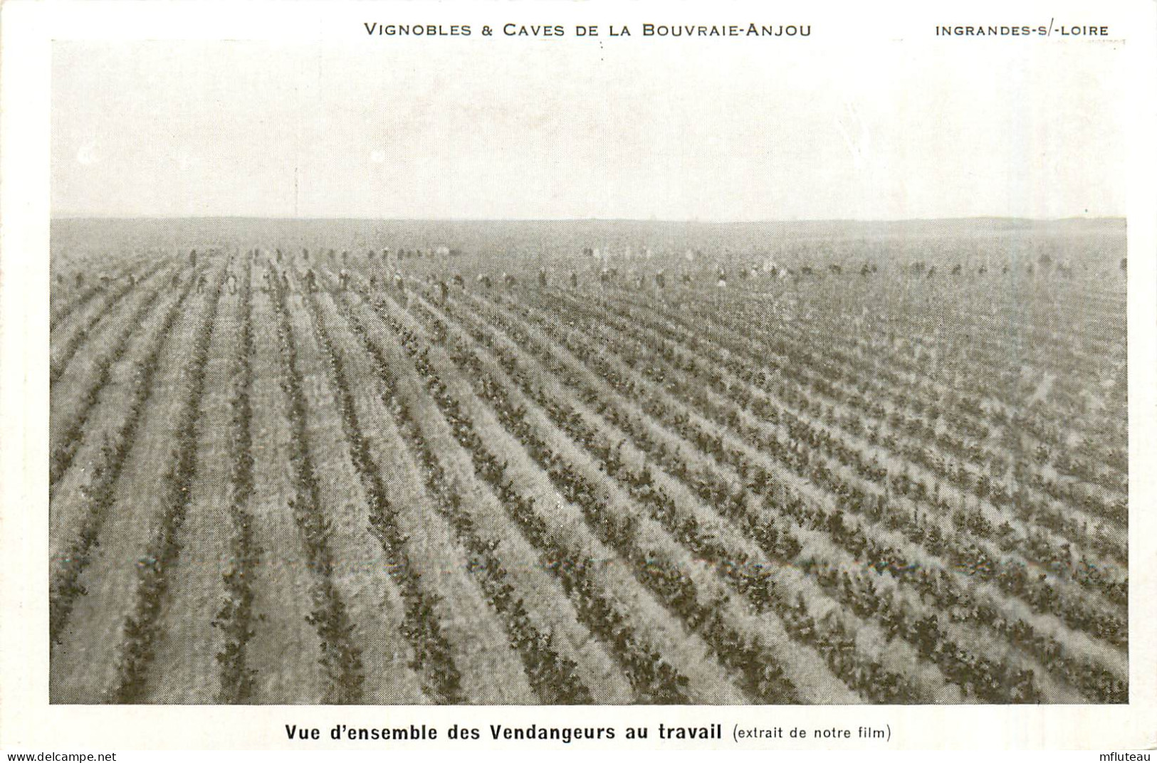 49* INGRANDES S/LOIRE  Vignobles « la Bouvraie «  Vendangeurs        RL35.1095 - Other & Unclassified