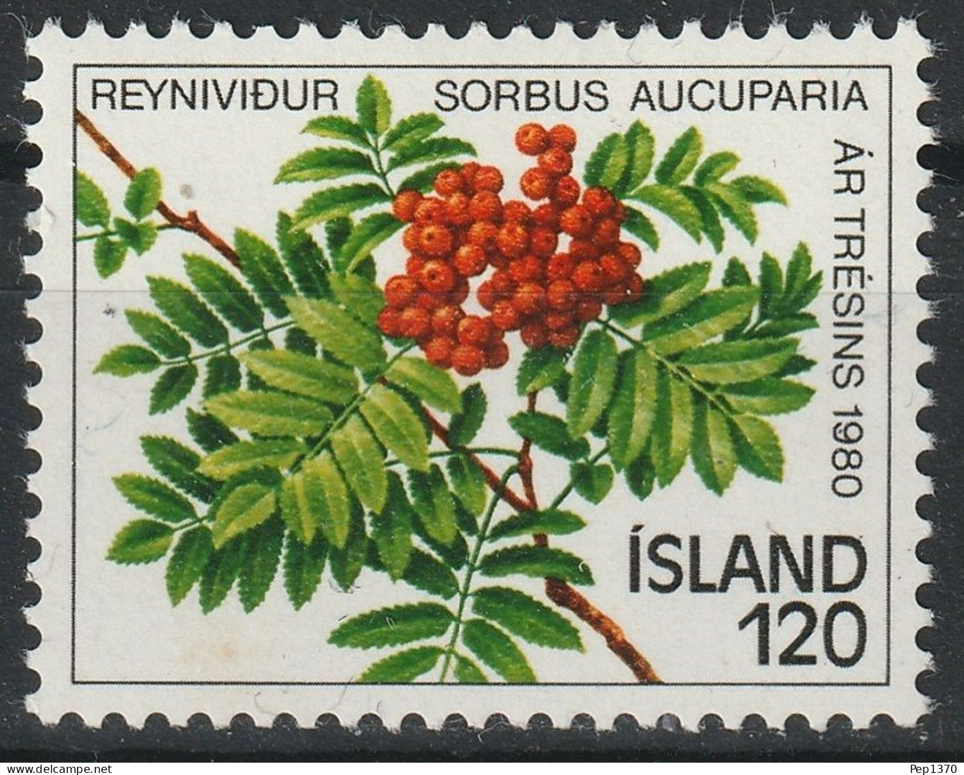 ISLANDIA 1980 - ICELAND - AÑO DEL ARBOL - SORBUS AUCUPARIA - YVERT 507** - Bäume