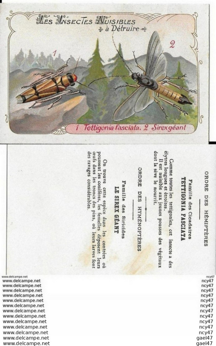 CHROMOS. Les Insectes Nuisibles. 1 Tettigonia Fasciata.  2 Sirex Géant. ..I 444 - Autres & Non Classés