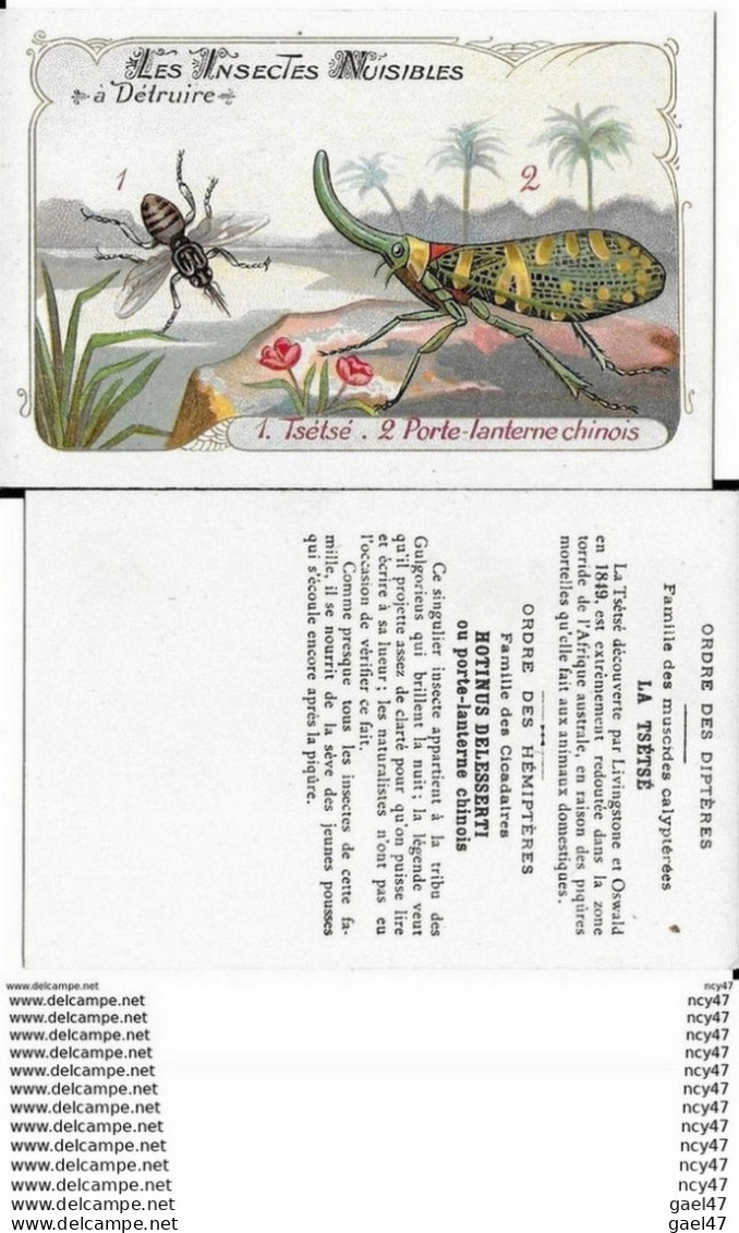 CHROMOS. Les Insectes Nuisibles. 1 La Tsétsé. 2 Le Porte-lanterne Chinois. ..I 438 - Sonstige & Ohne Zuordnung