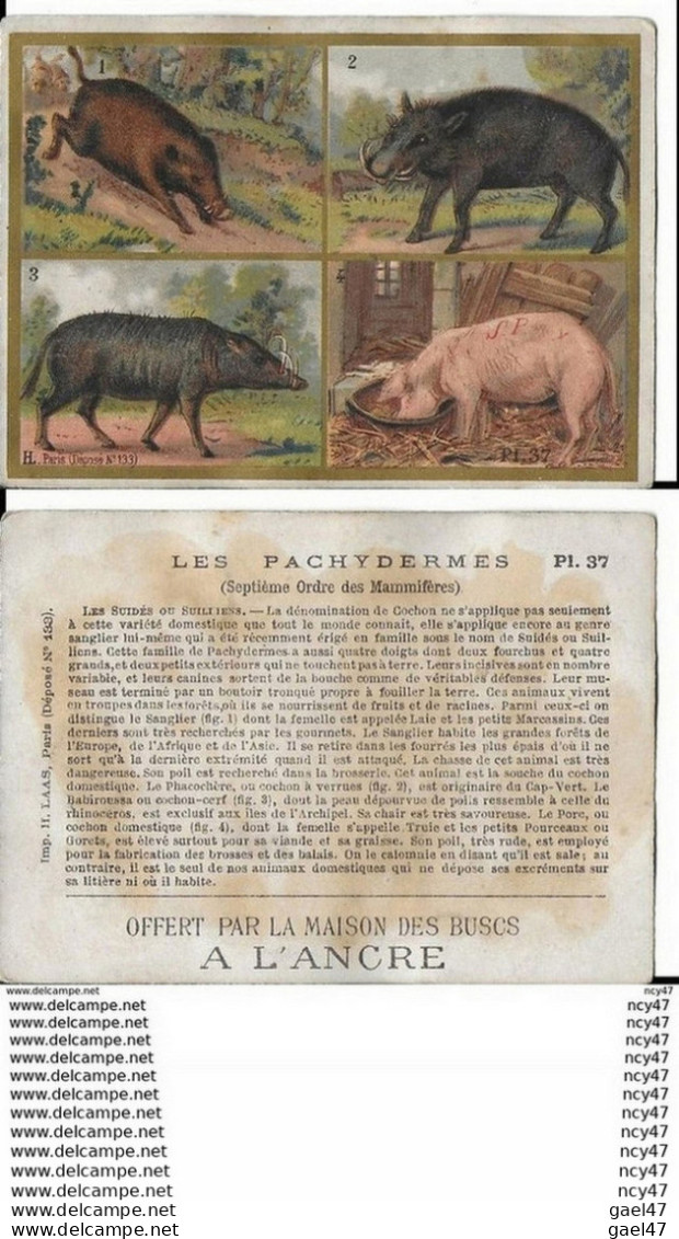 CHROMOS. Maison Des Buscs A L'ANCRE. Les Pachydermes. ..I 445 - Otros & Sin Clasificación