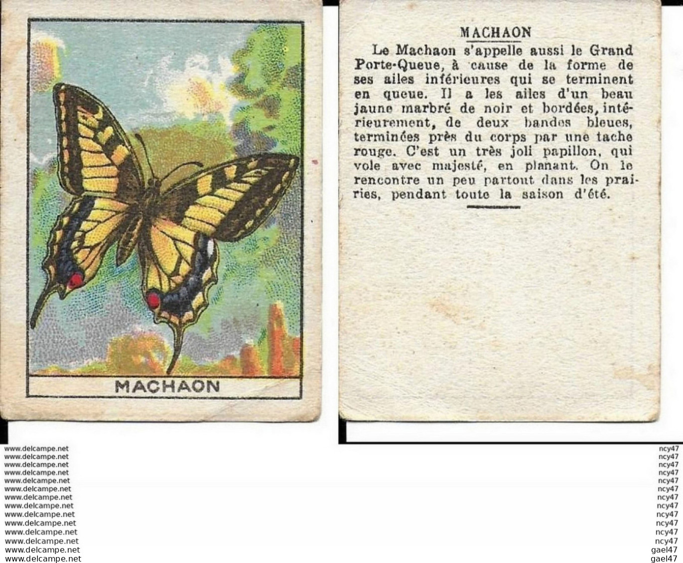 CHROMOS. Papillons.  Le MACHAON. ..I 420 - Andere & Zonder Classificatie