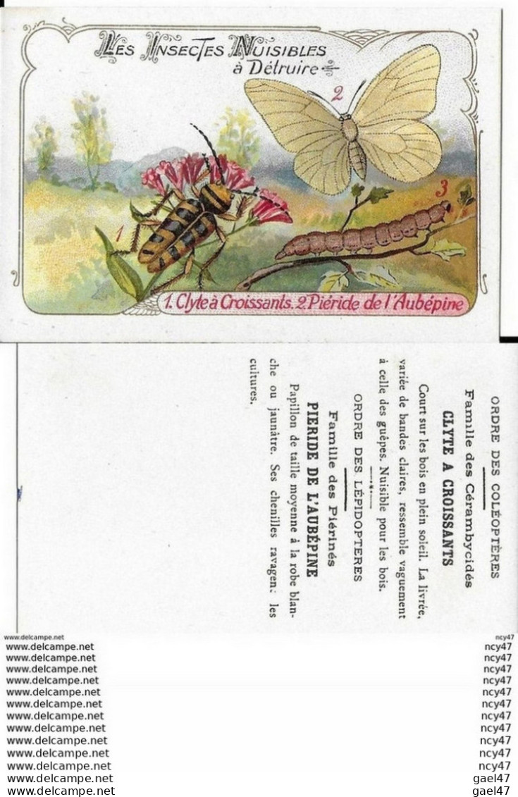 CHROMOS. Les Insectes Nuisibles. 1 Le Clyte à Croissants. 2 Le Piéride De L'aubépine ..I 435 - Otros & Sin Clasificación