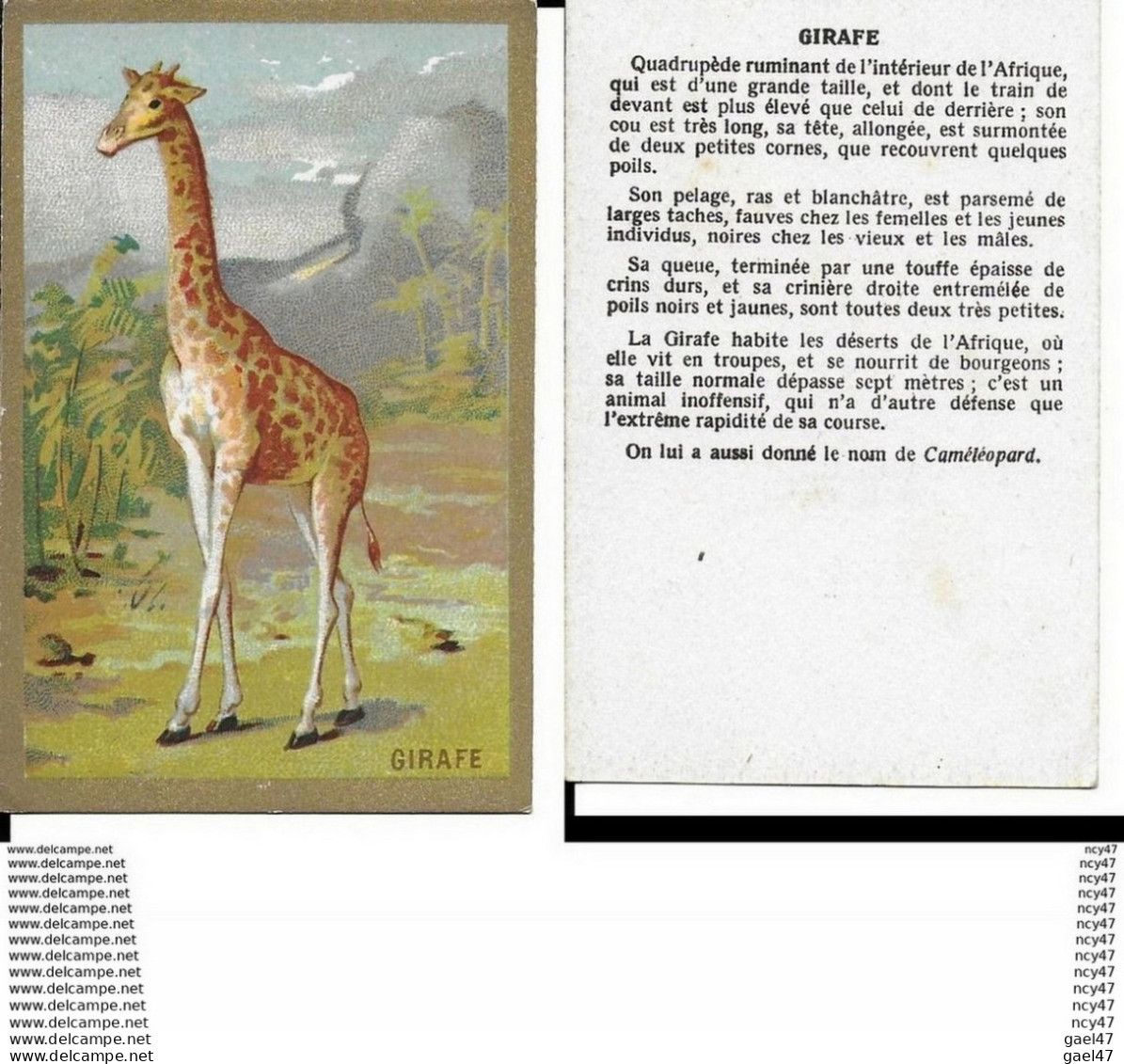 CHROMOS. Animaux.  La GIRAFE. ..I 423 - Other & Unclassified