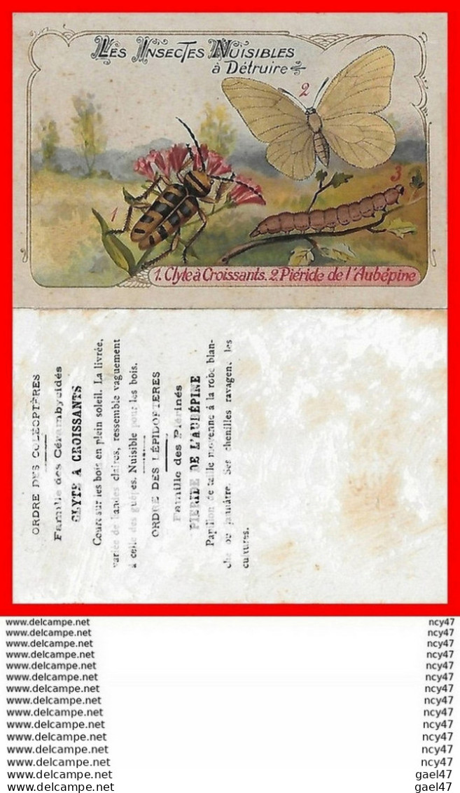 CHROMOS. Les Insectes Nuisibles.  Le Clyde à Croissants Et Le Piéride De L'Aubépine...S309 - Autres & Non Classés