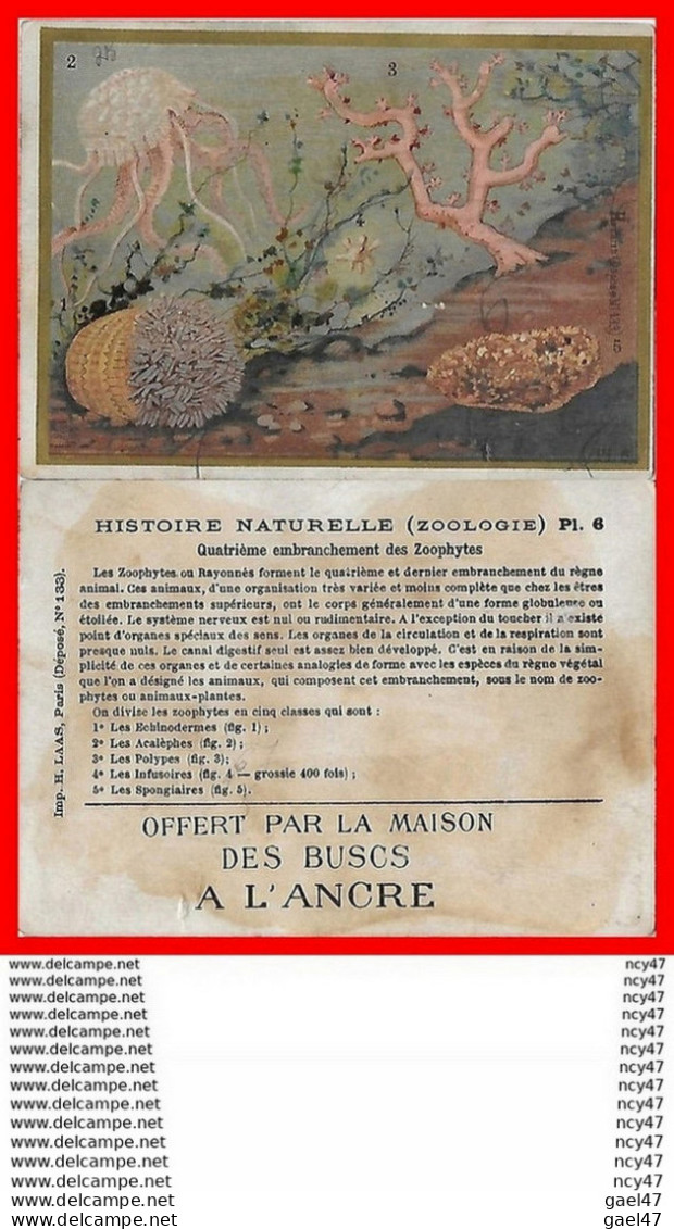 CHROMOS. Maison Des Buscs A L'ANCRE.  Les Zoophytes...S318 - Altri & Non Classificati