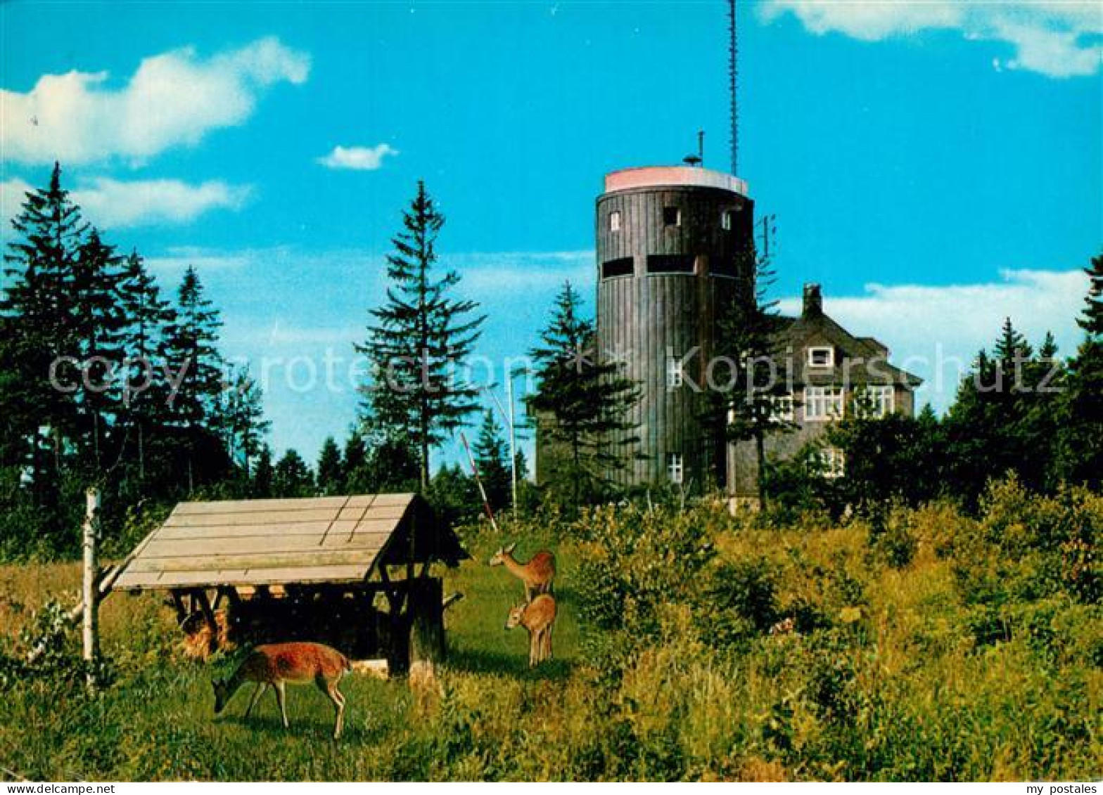 72930876 Astenturm Hochsauerland Wild Astenturm Hochsauerland - Winterberg