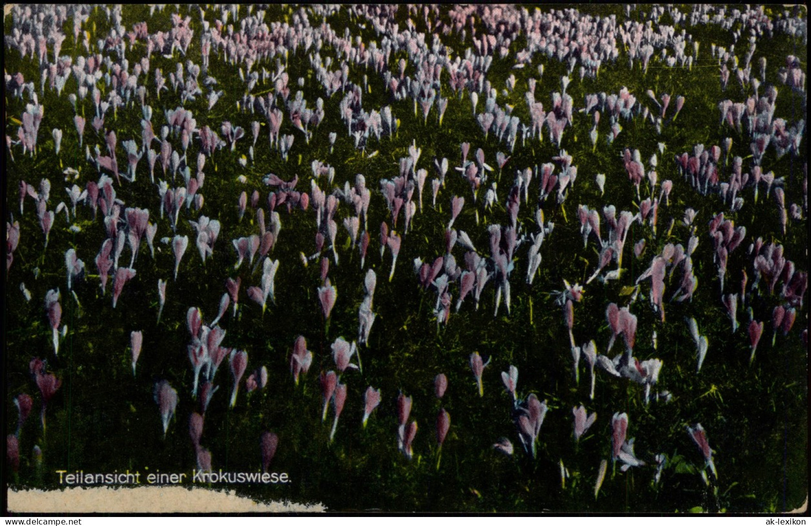 Ansichtskarte Drebach (Erzgebirge) Krokuswiese 1926  Gel. Sonderstempel - Autres & Non Classés