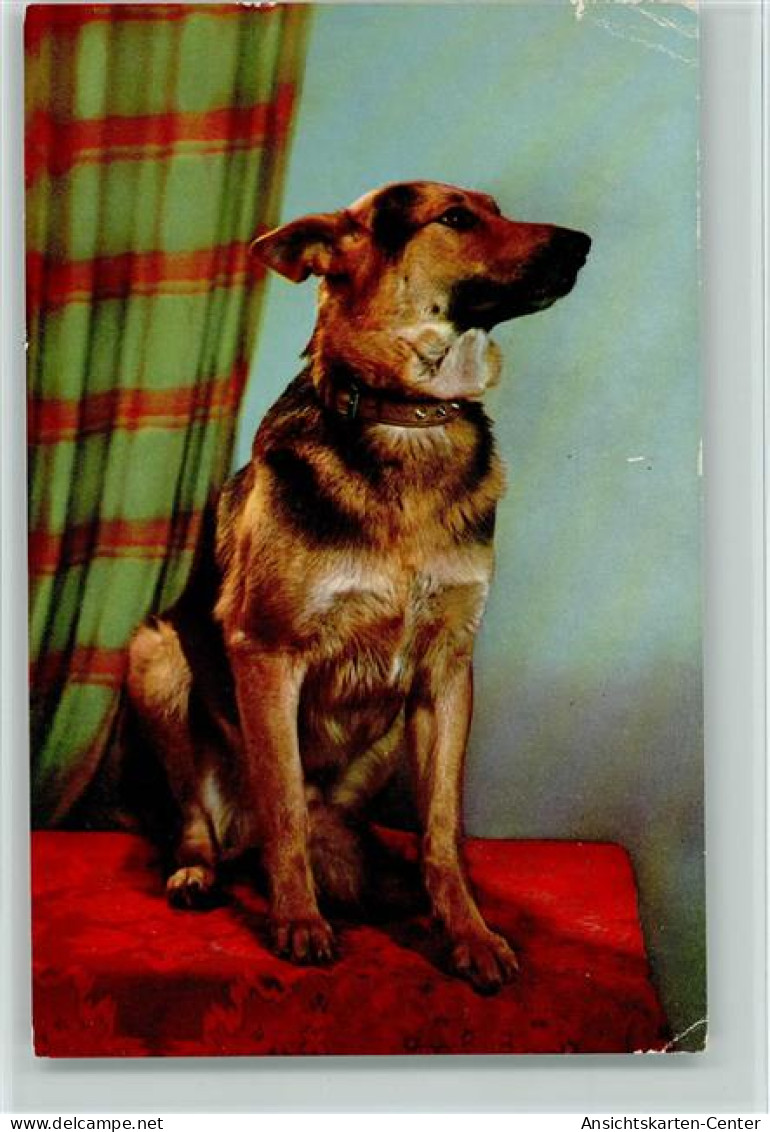 11030908 - Schaeferhunde Color AK - Dogs