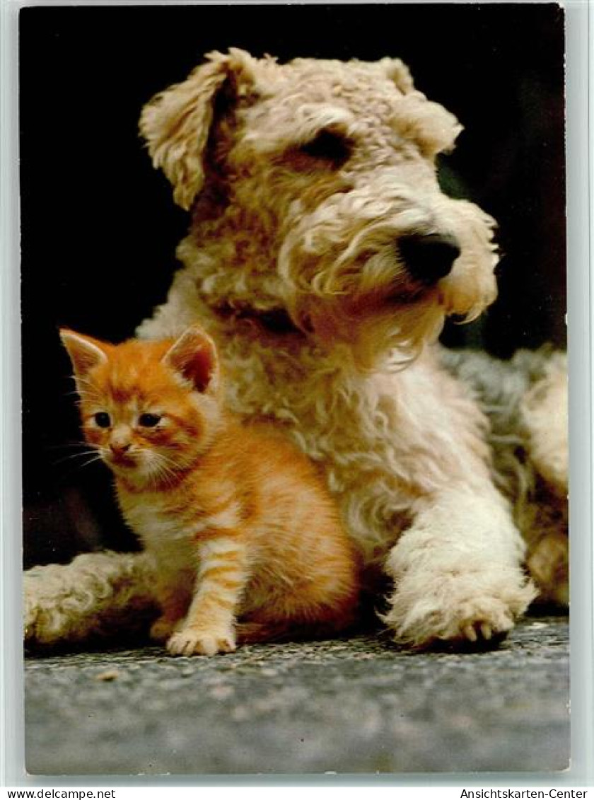 12093308 - Hunde  Terrier Und Kleine Katze - Hunde