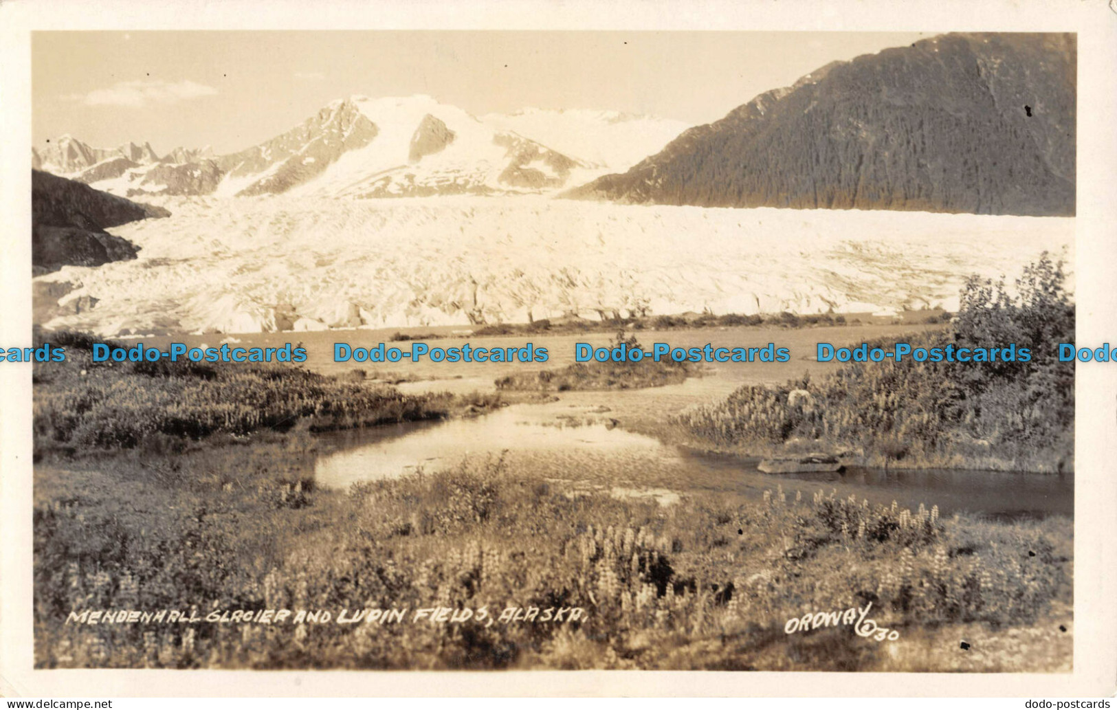 R087057 Mendenhrll Glacier And Lupin Fields. Alaska. Ordway Ozo - World