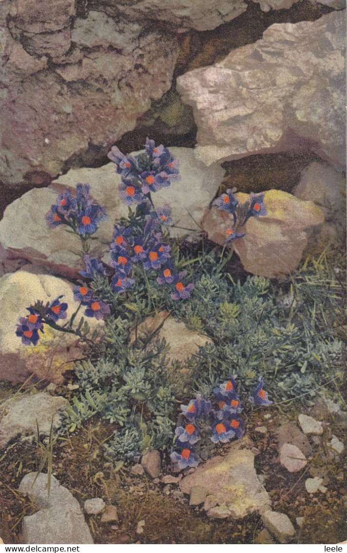 G05.  Vintage Postcard.  Linaria Alpina Flowers.  Photochromie - Andere & Zonder Classificatie