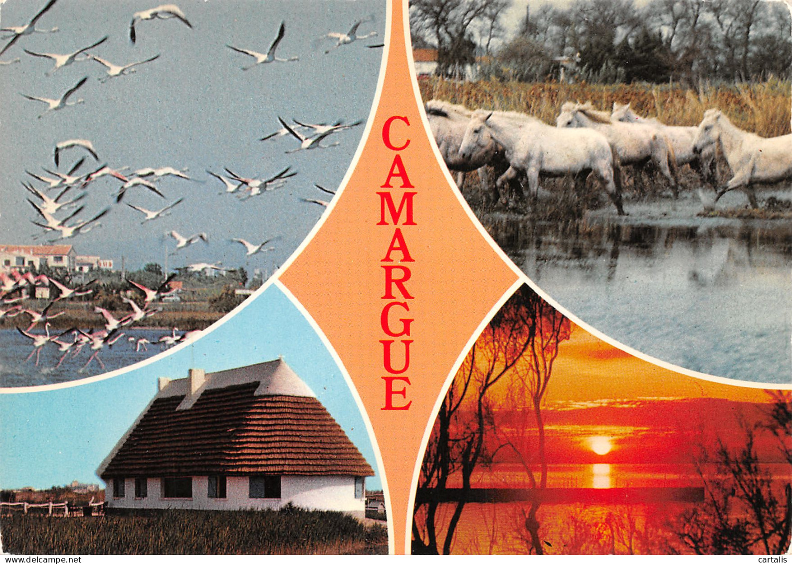 13-CAMARGUE-N°3823-B/0391 - Other & Unclassified