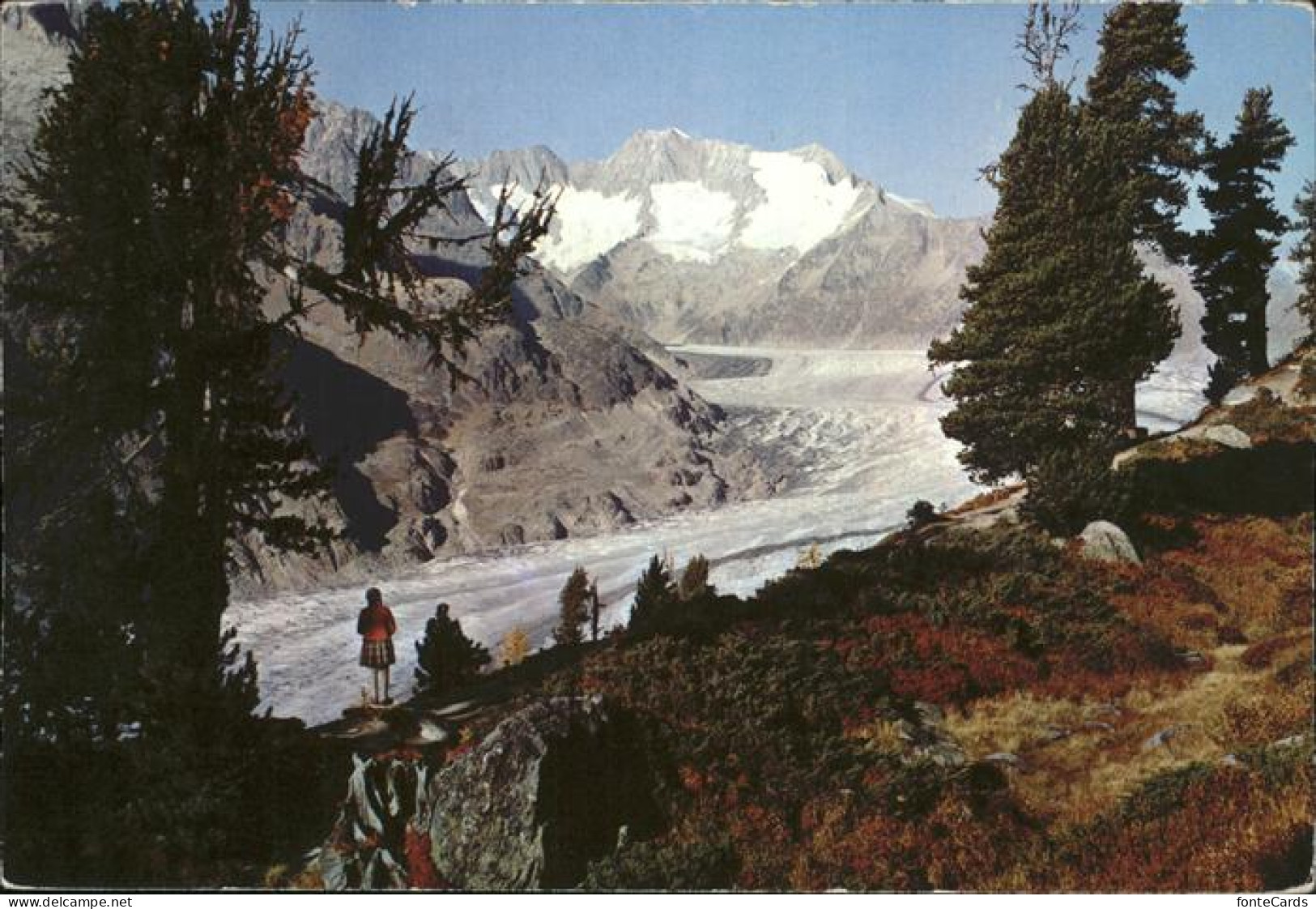 11337331 Riederalp Der Aletschwald Am Grossen Aletschgletscher Riederalp - Otros & Sin Clasificación