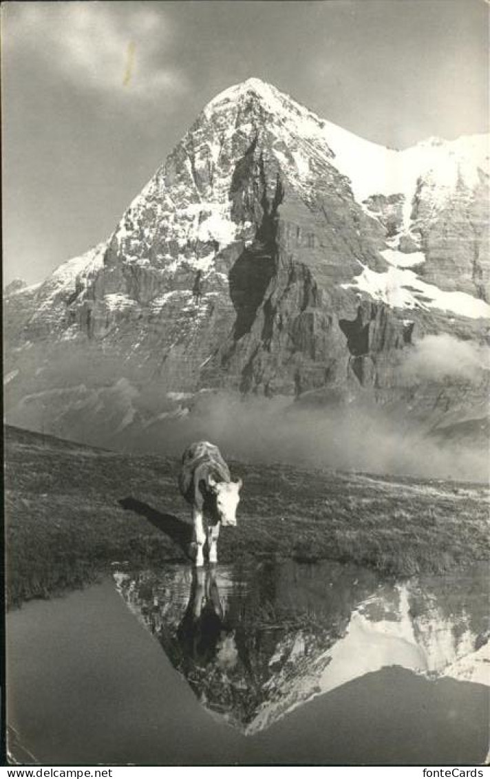 11337270 Brunnen SZ Kuh Mit Alpenpanorama Brunnen - Andere & Zonder Classificatie