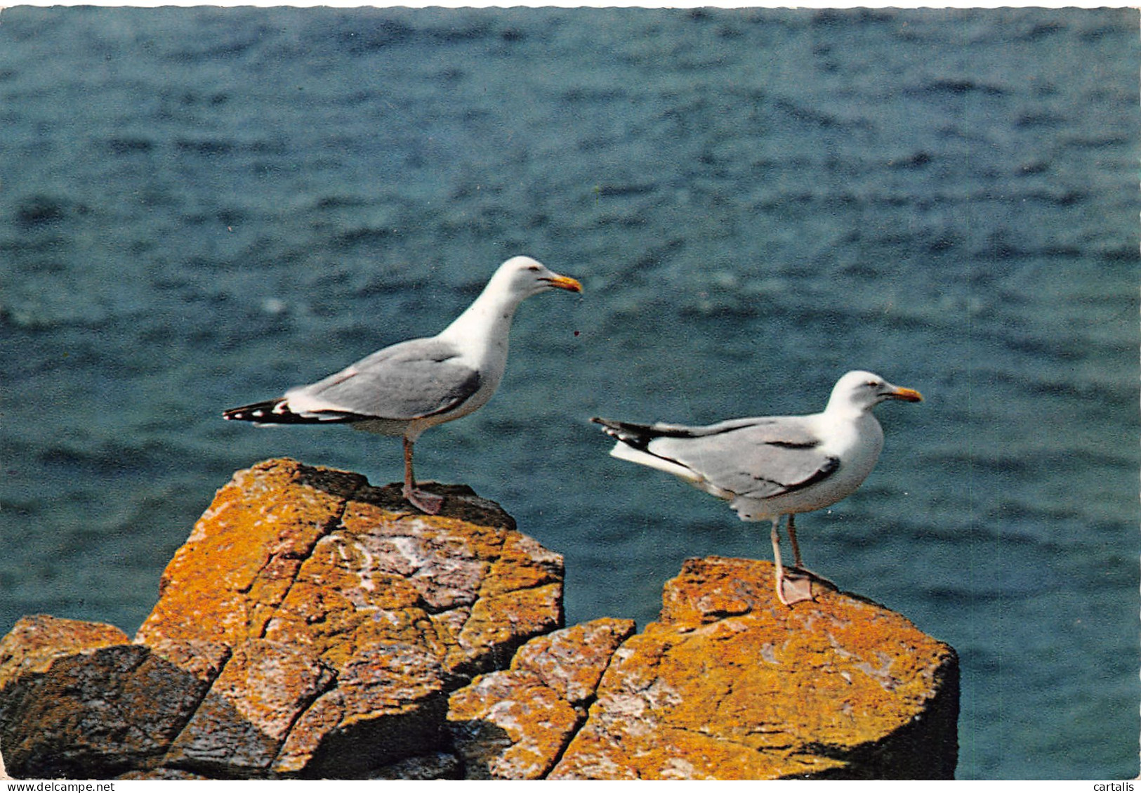 29-BRETAGNE OISEAUX-N°3827-C/0169 - Other & Unclassified