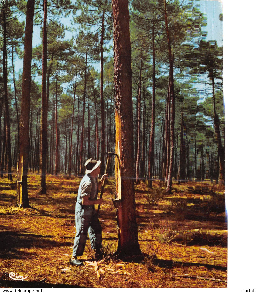 40-LES LANDES PAYSAGE-N°3831-C/0223 - Andere & Zonder Classificatie