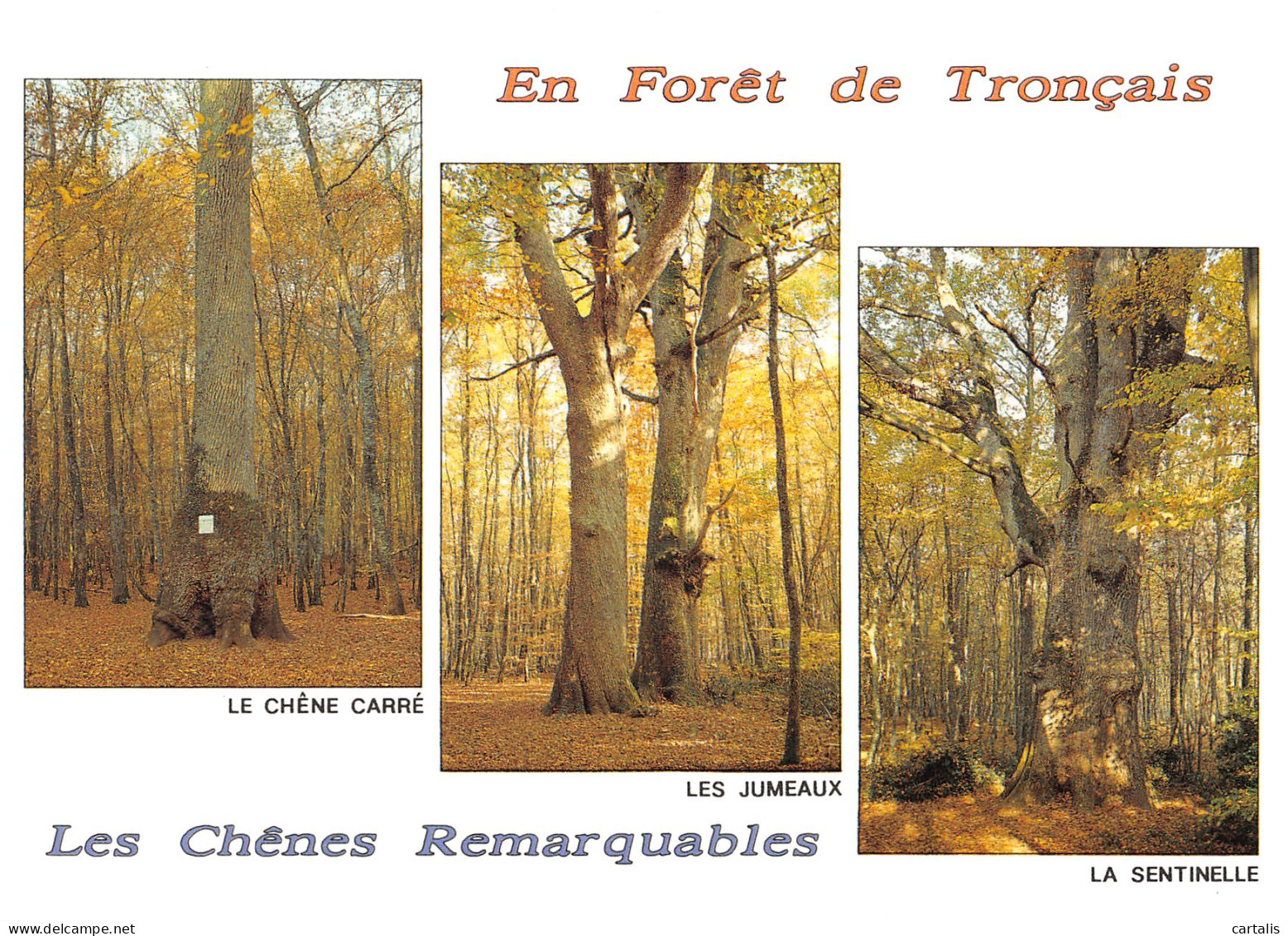 03-FORET DE TRONCAIS-N°3832-A/0239 - Otros & Sin Clasificación