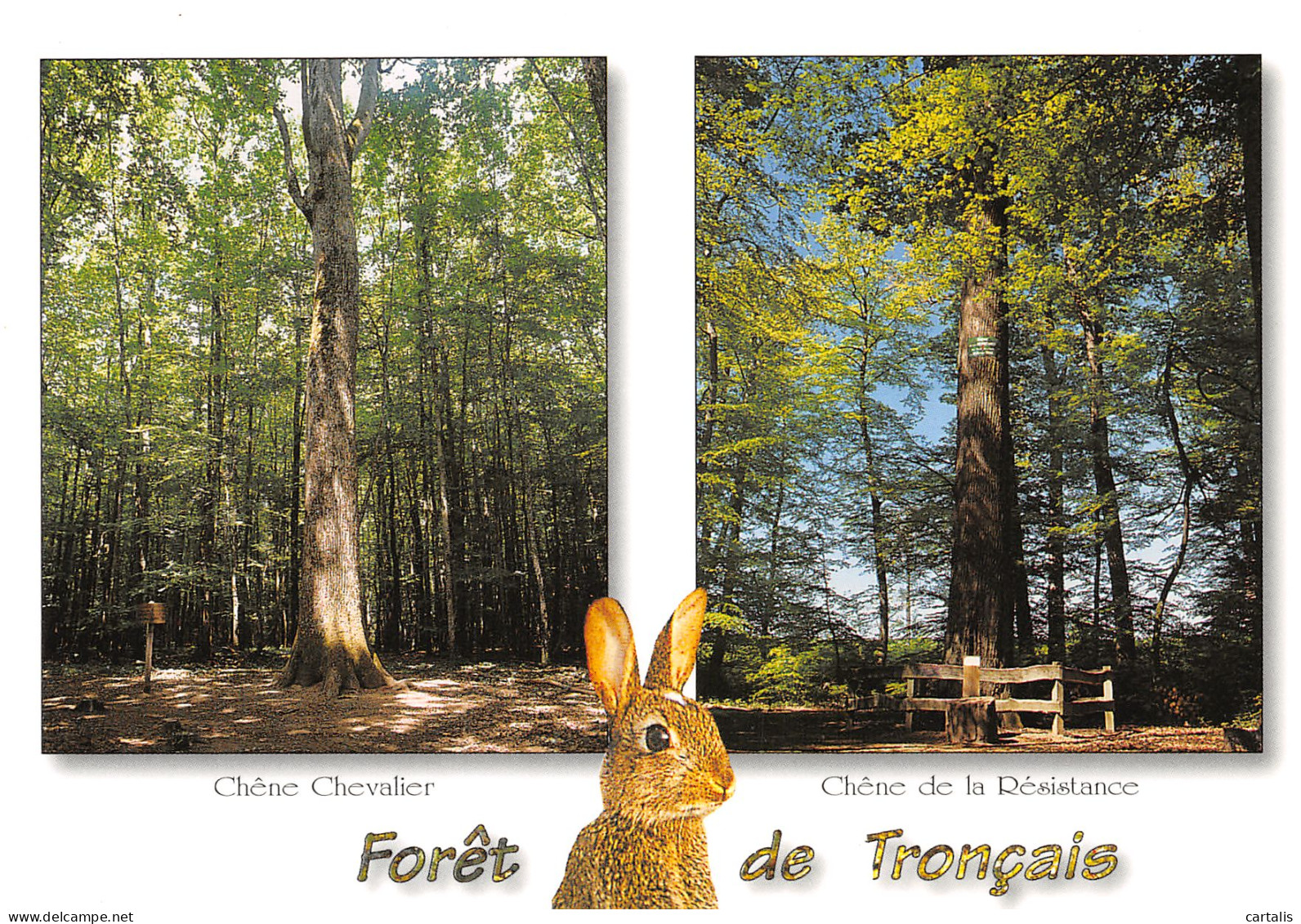 03-FORET DE TRONCAIS-N°3832-B/0299 - Other & Unclassified