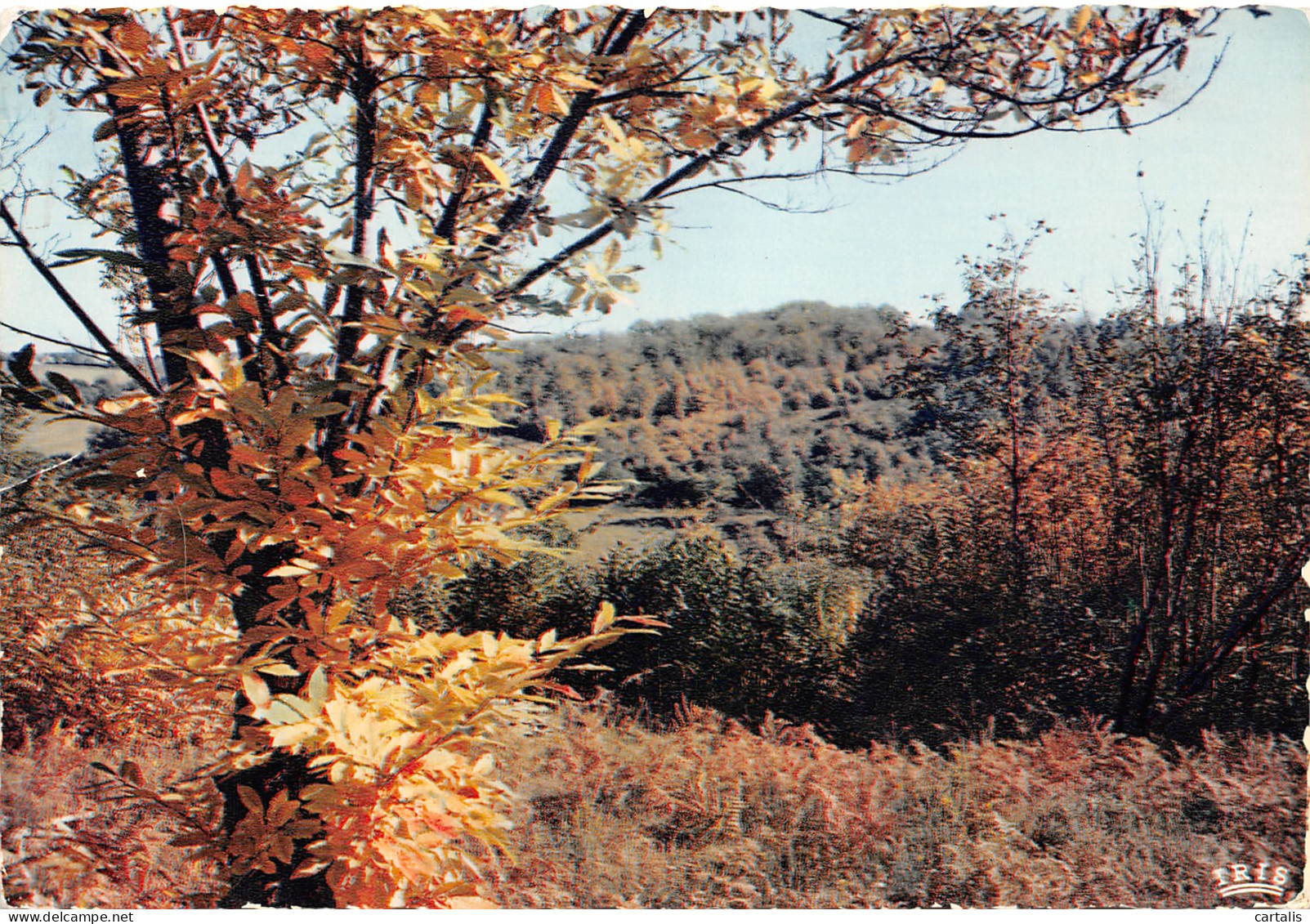 19-LIMOUSIN PAYSAGE D AUTOMNE-N°3832-B/0231 - Otros & Sin Clasificación