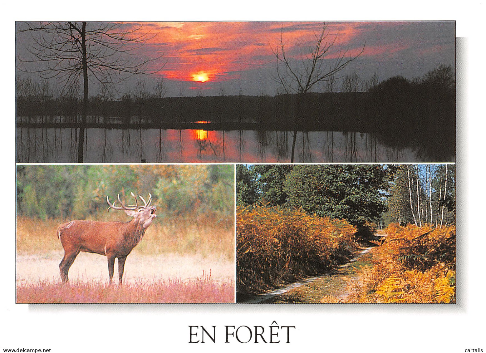 03-FORET DE TRONCAIS-N°3832-B/0213 - Other & Unclassified