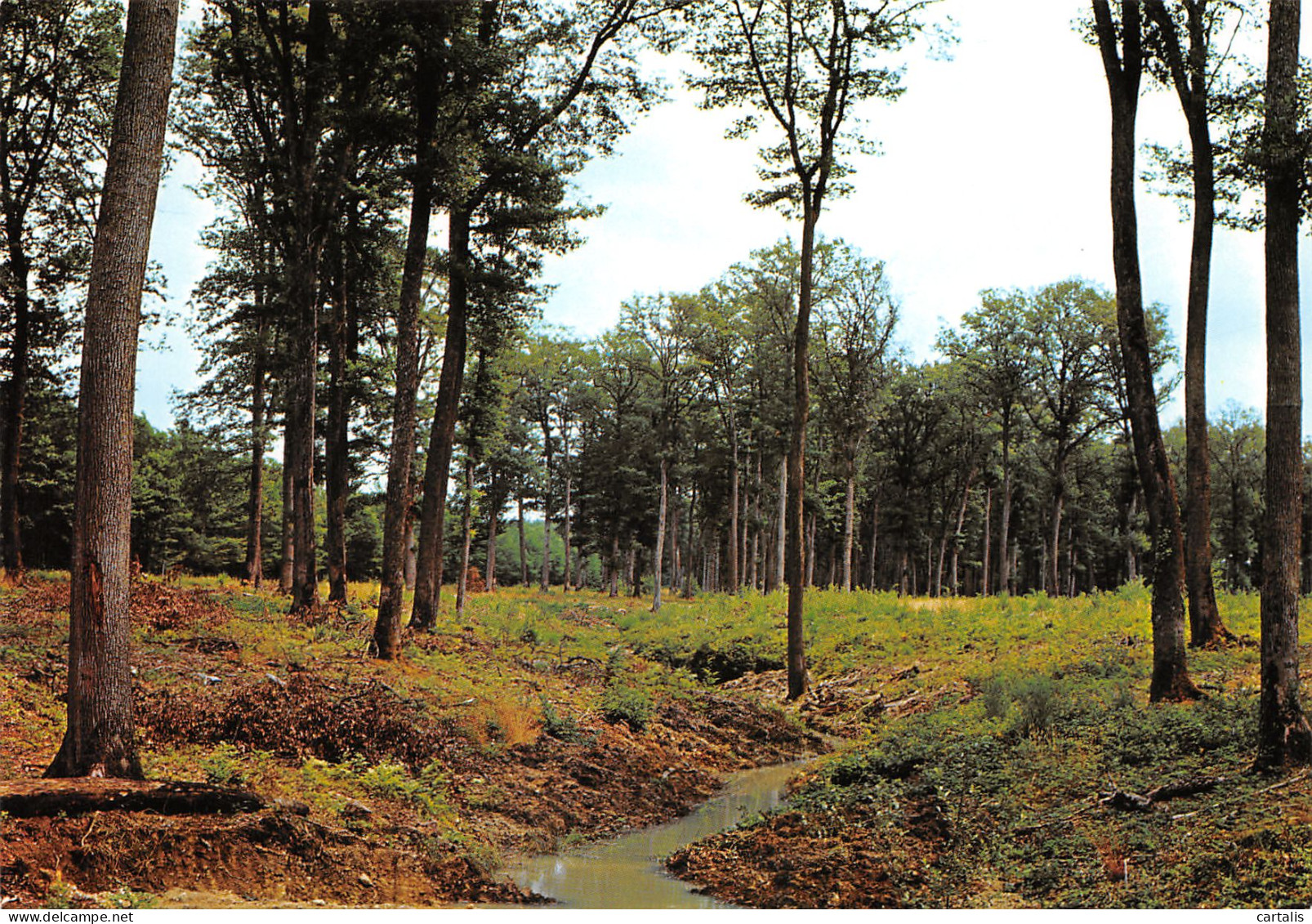 03-FORET DE TRONCAIS-N°3832-B/0217 - Sonstige & Ohne Zuordnung